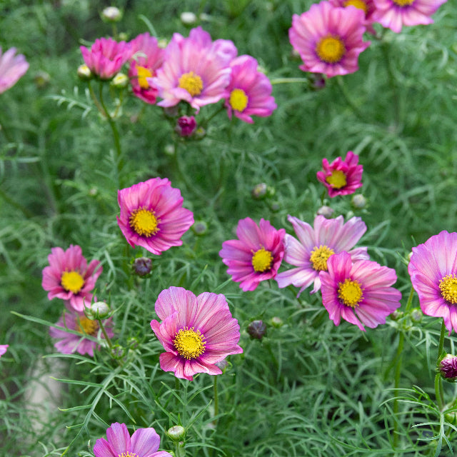 Cosmos Xsenia Flower | X 30 Seeds