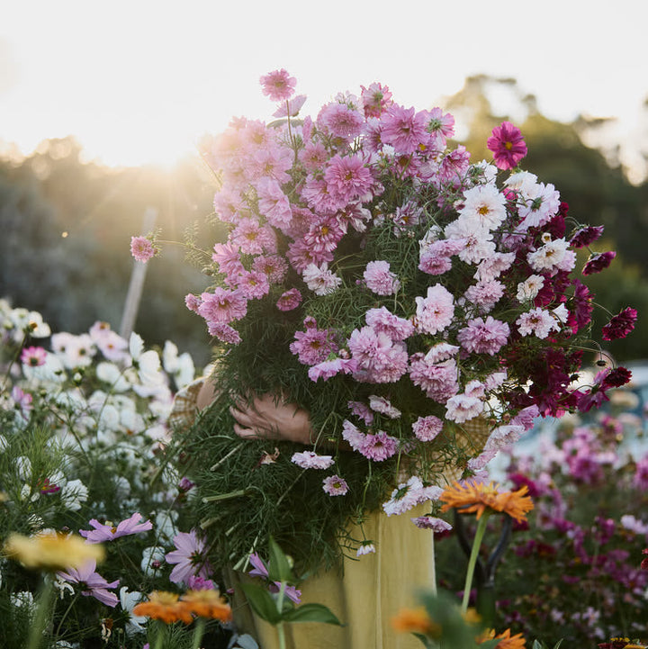 Cosmos Double Click Mix Flower | X 30 Seeds (Pink &amp; White)