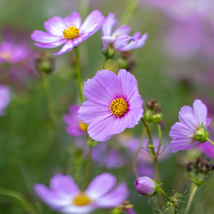 Cosmos Sensation Pinkie Rose Flower | X 50 Seeds