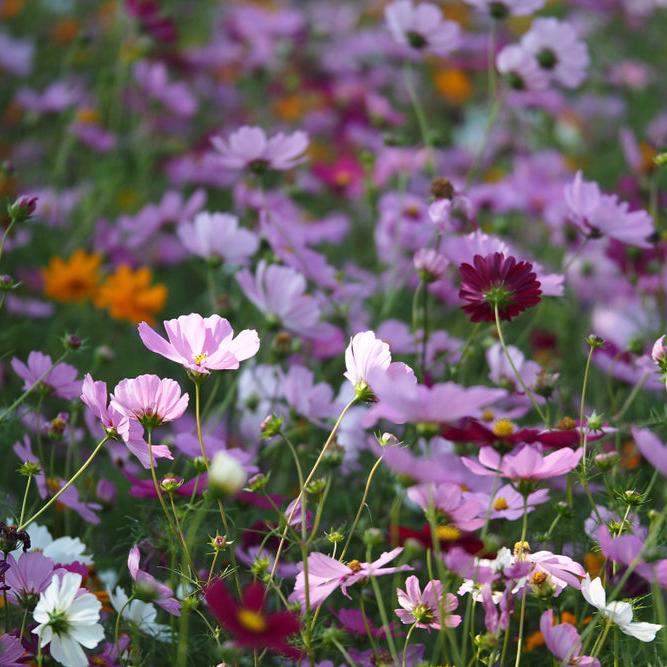 Cosmos Sensation Tall Mix Flower | X 80 Seeds