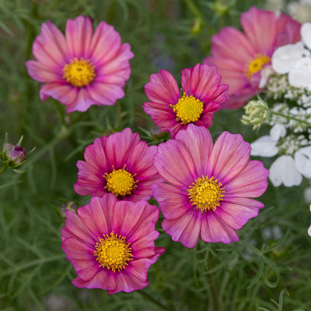 Cosmos Xsenia Flower | X 30 Seeds