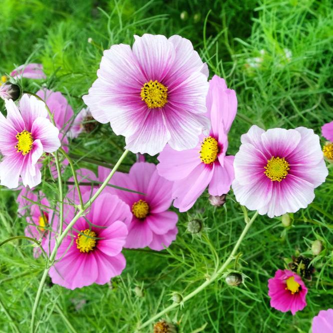 Cosmos Sensation Daydream Flower | X 50 Seeds