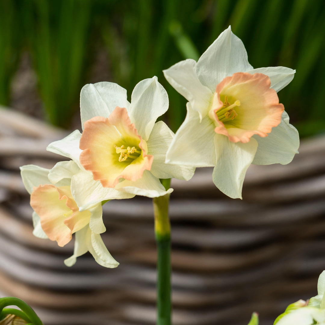 Daffodil Cosmopolitan Flower Bulbs (Pack of 3) (NOT TO WA)