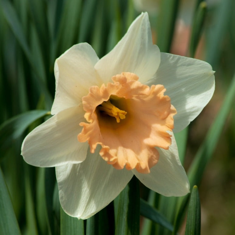 Daffodil Martha Stewart Flower Bulbs (Pack of 2) (NOT TO WA)