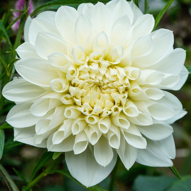 Dahlia Ben Hur Tuber (NOT TO WA)