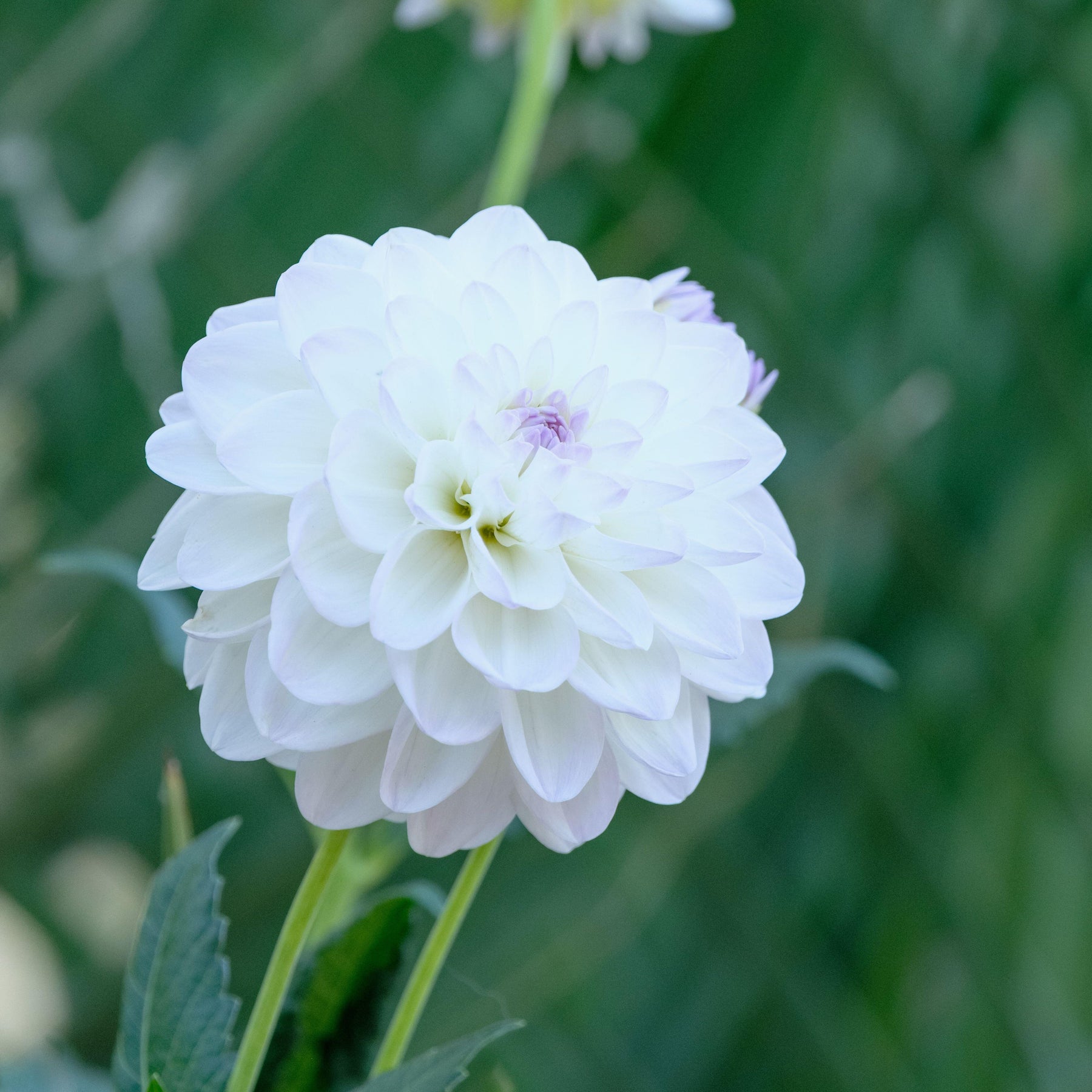 Dahlia Cream Ball Tuber (NOT TO WA) Veggie & Flower Garden Seeds