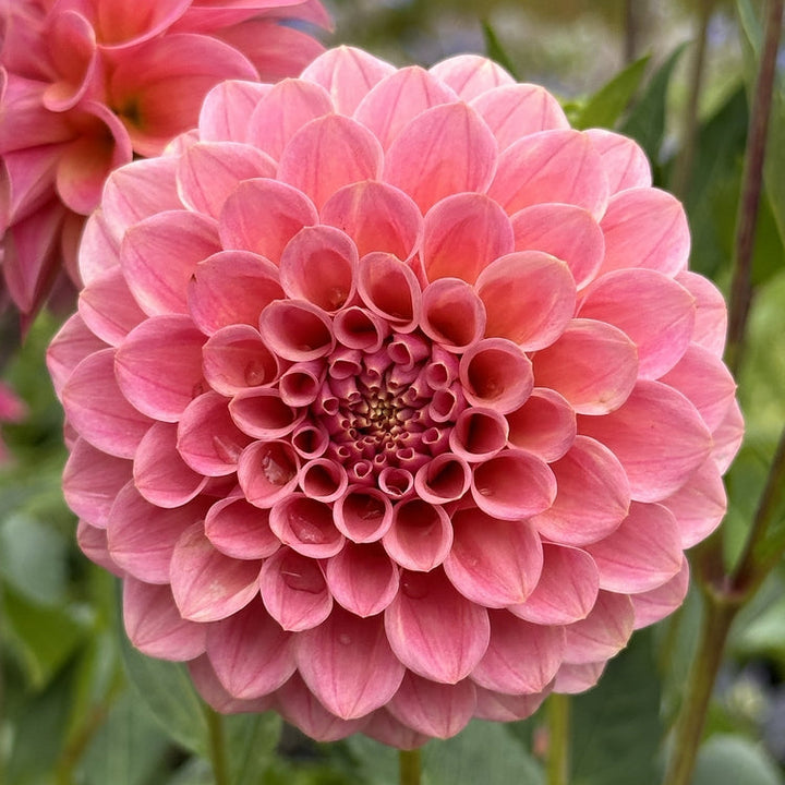 Dahlia Lucy Goosey Tuber (NOT TO WA)