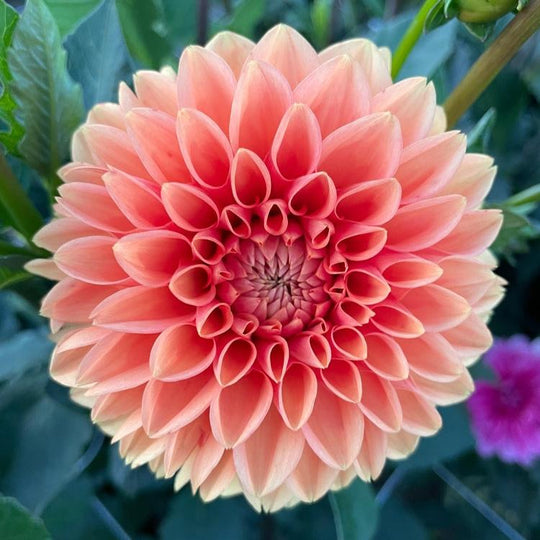 Dahlia Mandalay Decorative Tuber (NOT TO WA) Veggie & Flower Garden Seeds