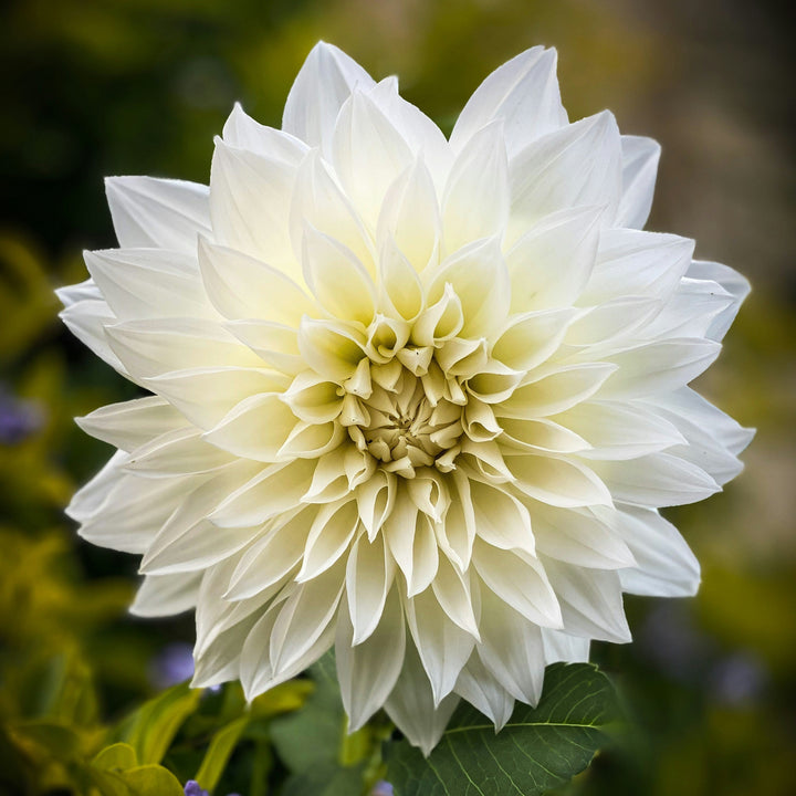 Dahlia Ben Hur Tuber (NOT TO WA)