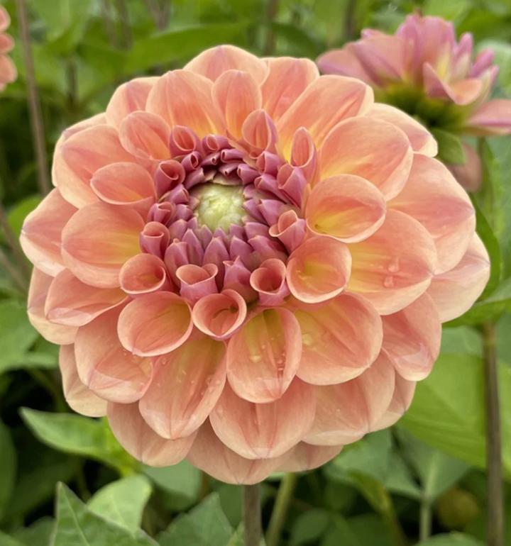 Dahlia Breannon Tuber (NOT TO WA)