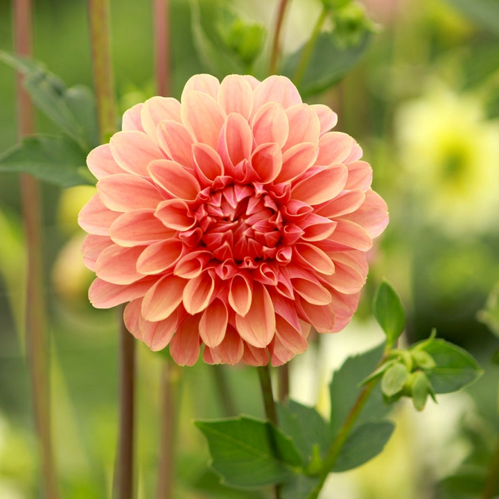 Dahlia Breannon Tuber (NOT TO WA)