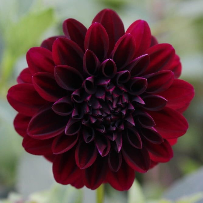 Dahlia Nugget Tuber (NOT TO WA)