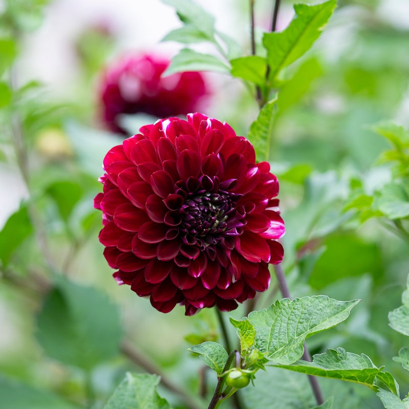 Dahlia Nugget Tuber (NOT TO WA)