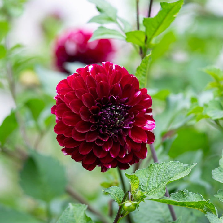Dahlia Nugget Tuber (NOT TO WA)