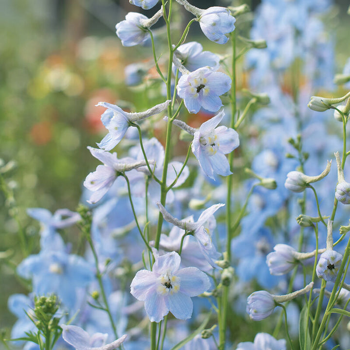 Delphinium Cliveden Beauty Flower | X 30 Seeds