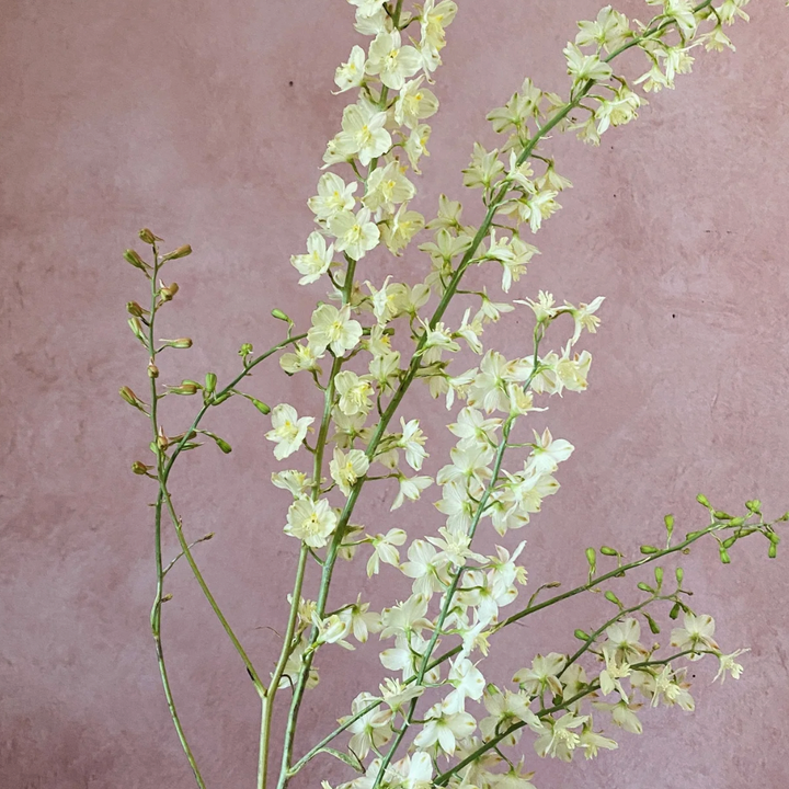 Delphinium semibarbatum Citrina (Zalil) Flower | X 100 Seeds