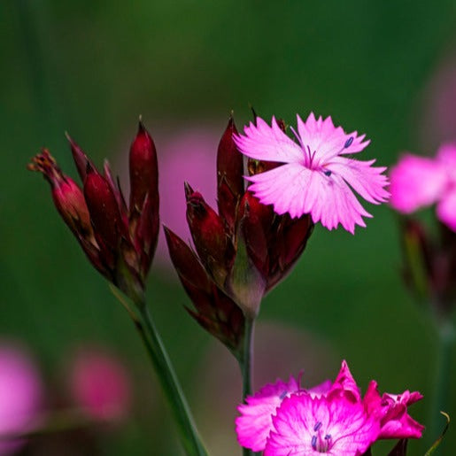 Dianthus Carthusian Pink Flower | X 50 Seeds – Veggie & Flower Garden Seeds