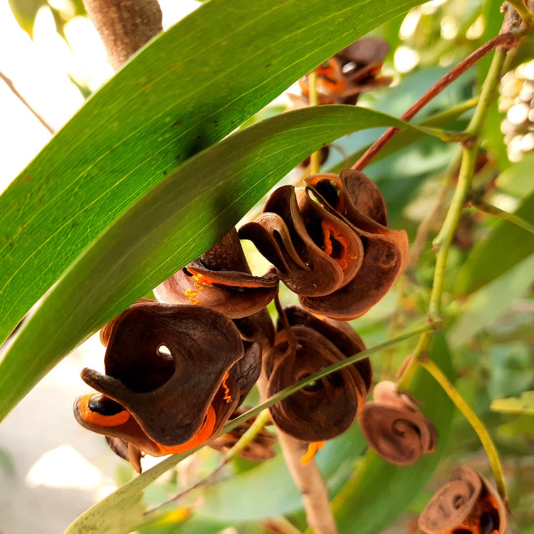 Ear Pod Wattle Acacia auriculiformis Australian Native Flower | X 15 Seeds