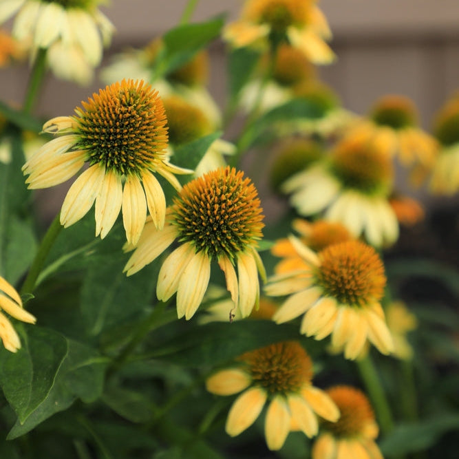 Echinacea Purpurea Artisan Yellow Ombre Flower | X 10 Seeds
