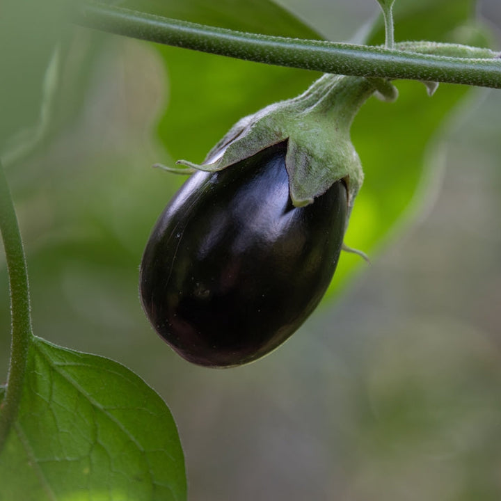 Eggplant Black Beauty Vegetable | X 50 seeds
