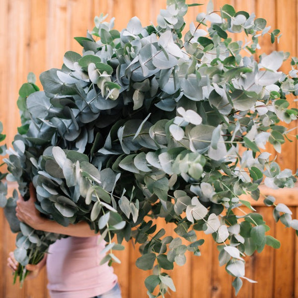 Eucalyptus cinerea Silver Dollar Australian Native