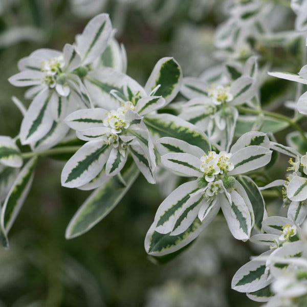 Euphorbia Marginata Snow On The Mountain Flower