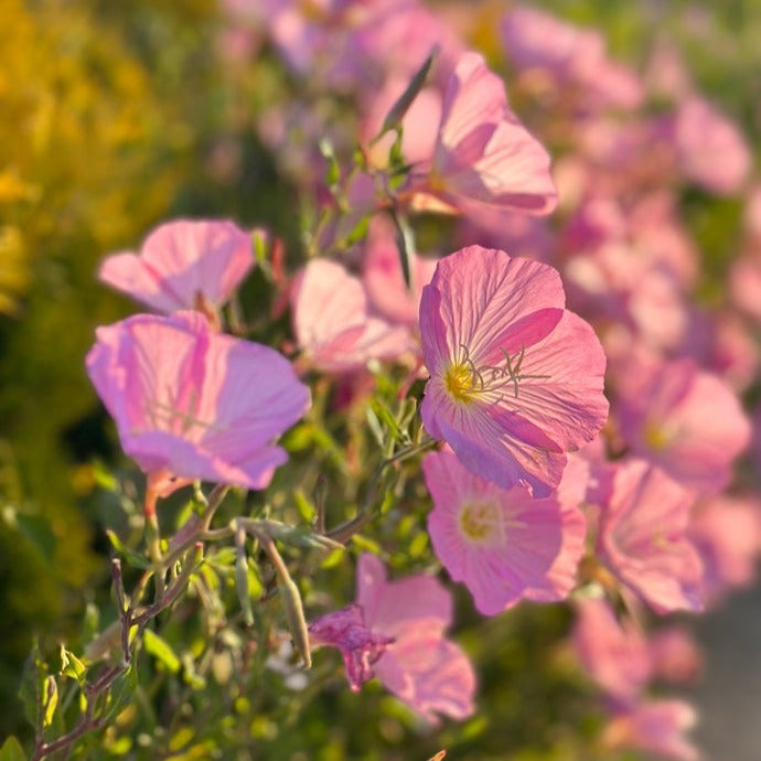 Evening Primrose Pink Flower | X 200 Seeds