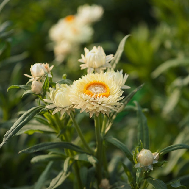 Everlasting Strawflower Creamy White | X 100 Seeds
