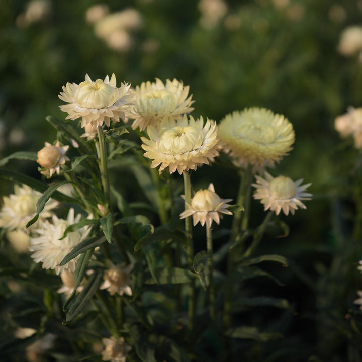 Everlasting Strawflower Creamy White | X 100 Seeds