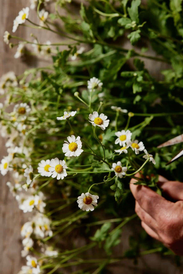 Feverfew Tall Single White Flower | X 200 Seeds