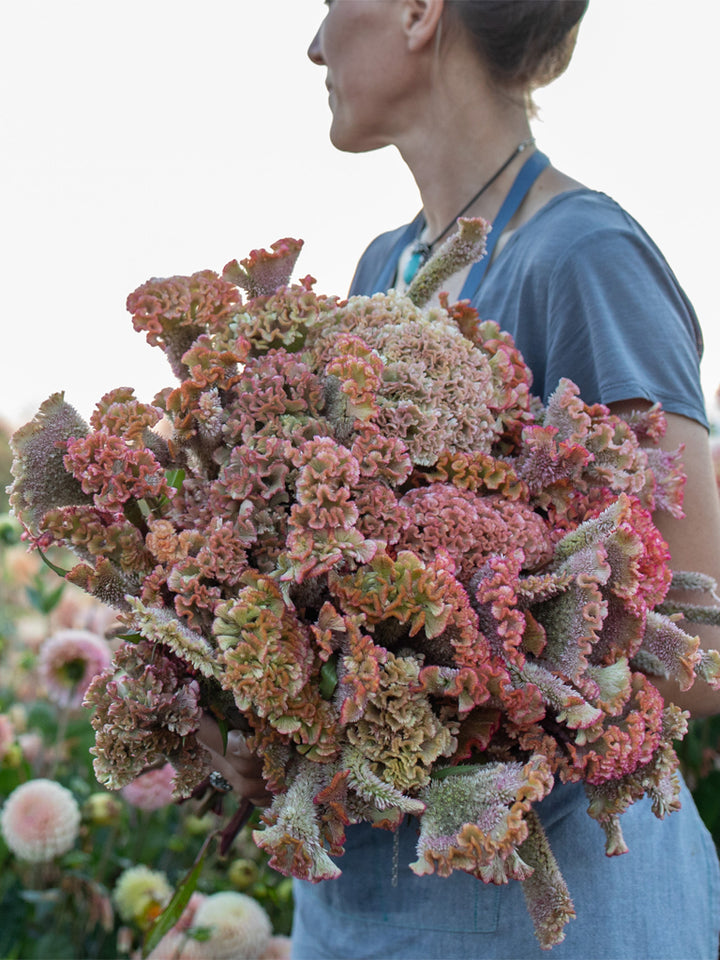 Celosia Dusty Rose - Floret Original Seeds