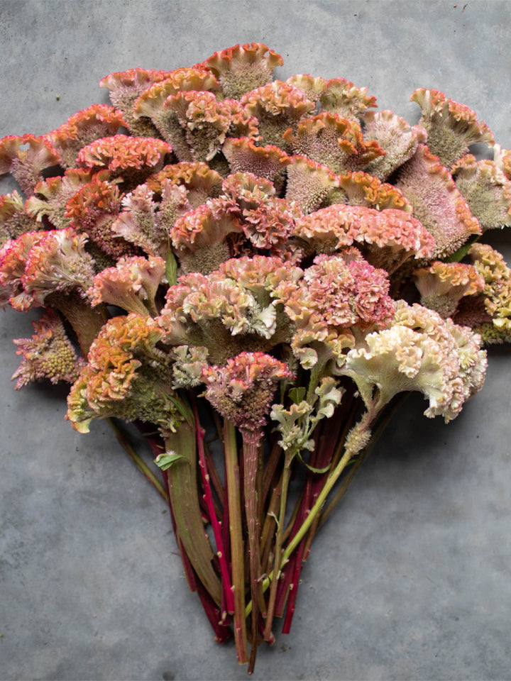 Celosia Dusty Rose - Floret Original Seeds