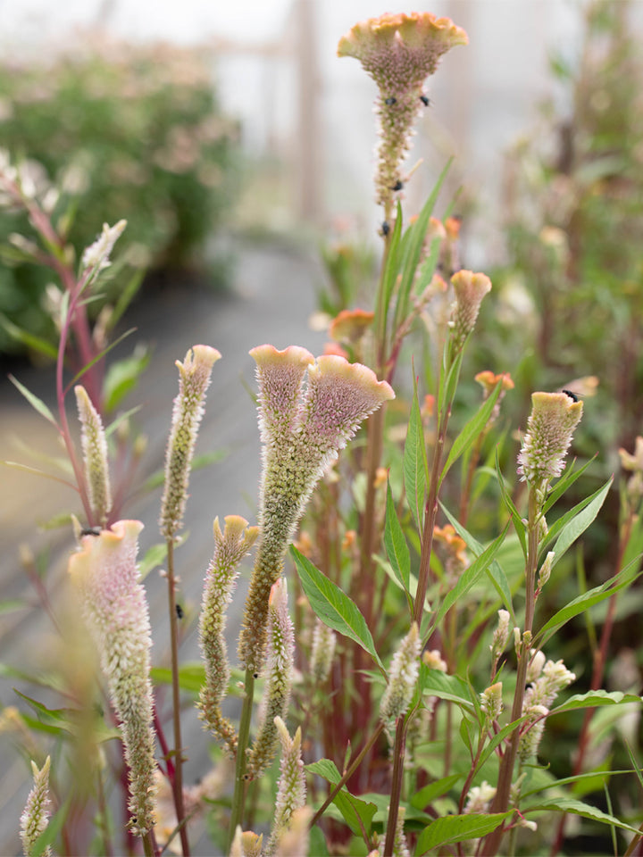 Celosia Dusty Rose - Floret Original Seeds