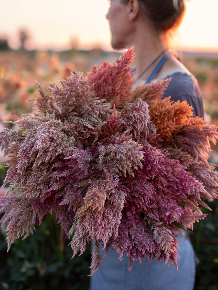 Celosia Rose Gold - Floret Original Seeds