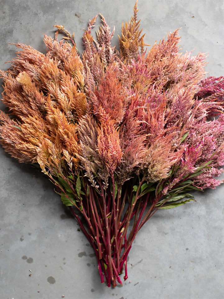 Celosia Rose Gold - Floret Original Seeds