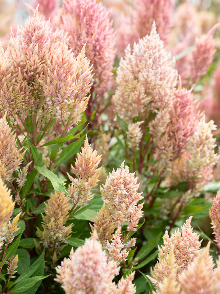 Celosia Rose Gold - Floret Original Seeds