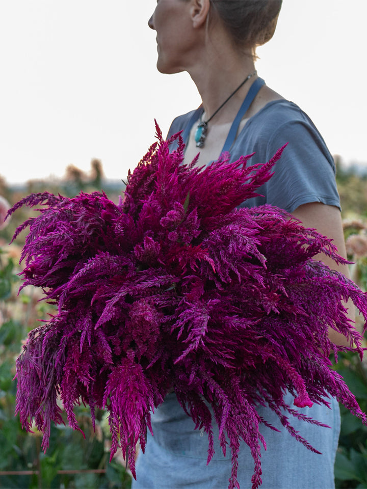 Celosia Sangria Mix - Floret Original Seeds