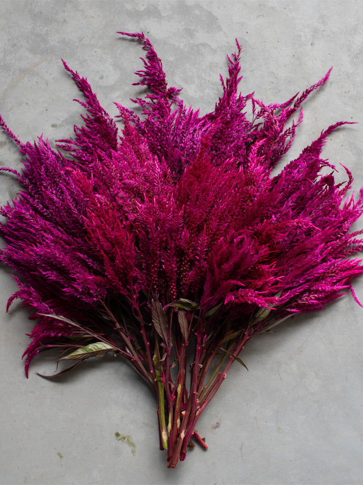 Celosia Sangria Mix - Floret Original Seeds