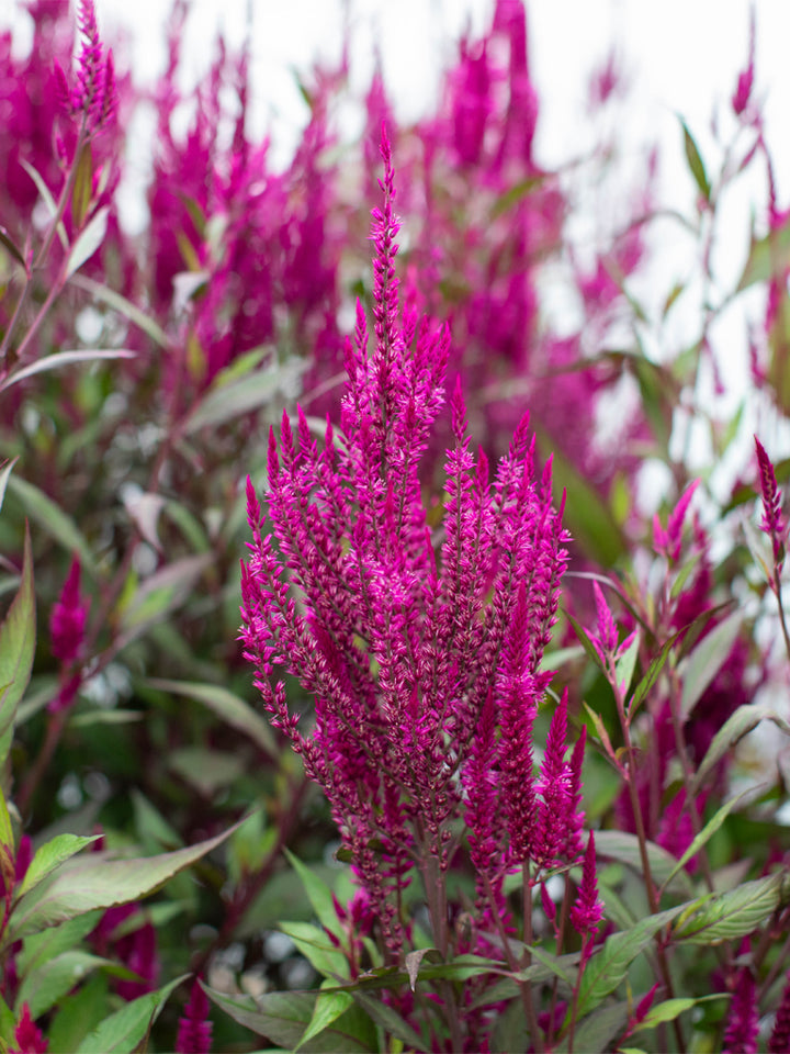 Celosia Sangria Mix - Floret Original Seeds