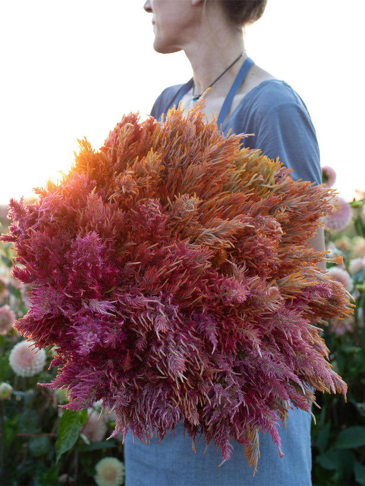 Celosia Spun Sugar - Floret Original Seeds