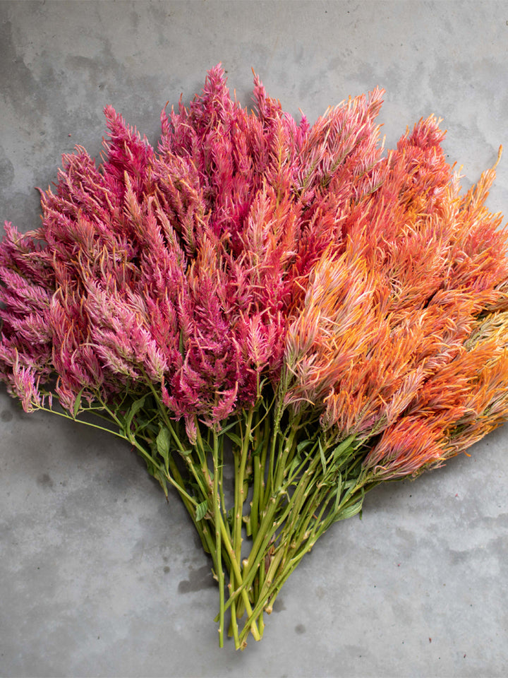 Celosia Spun Sugar - Floret Original Seeds