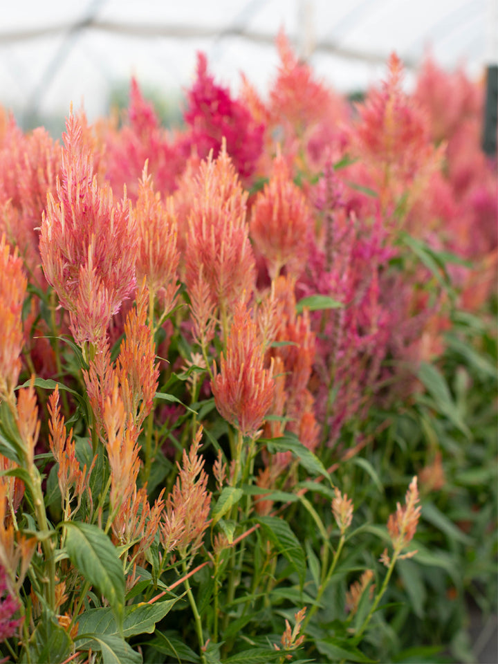 Celosia Spun Sugar - Floret Original Seeds