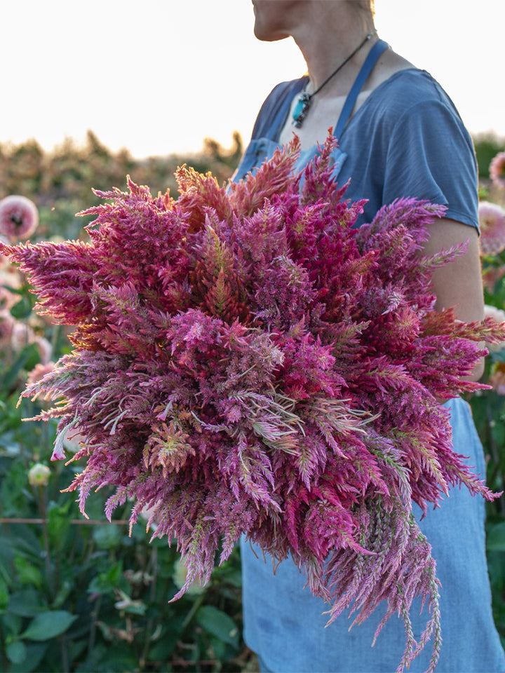 Celosia Summer Sherbet - Floret Original Seeds