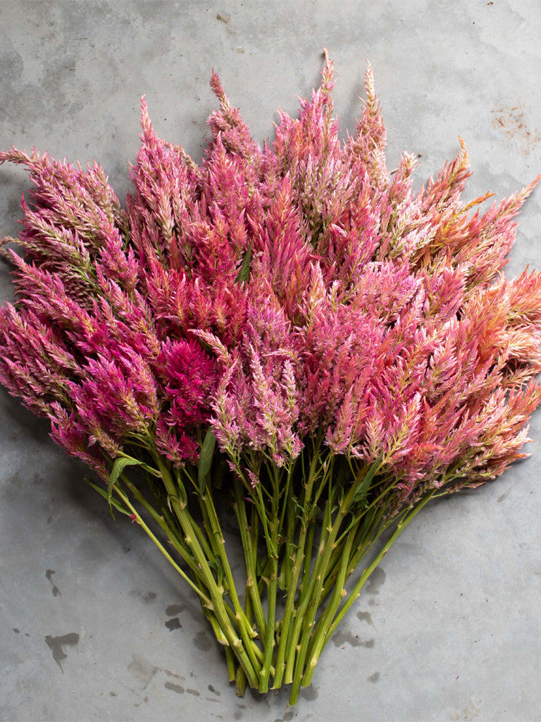 Celosia Summer Sherbet - Floret Original Seeds