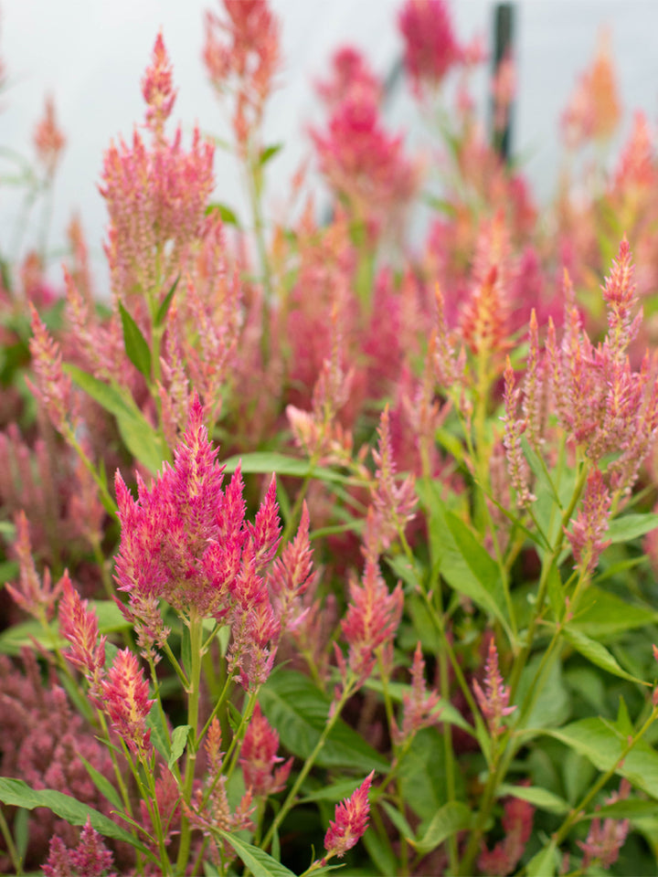 Celosia Summer Sherbet - Floret Original Seeds