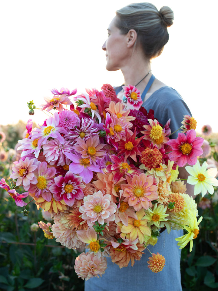 Dahlia Bee’s Choice - Floret Original Seeds