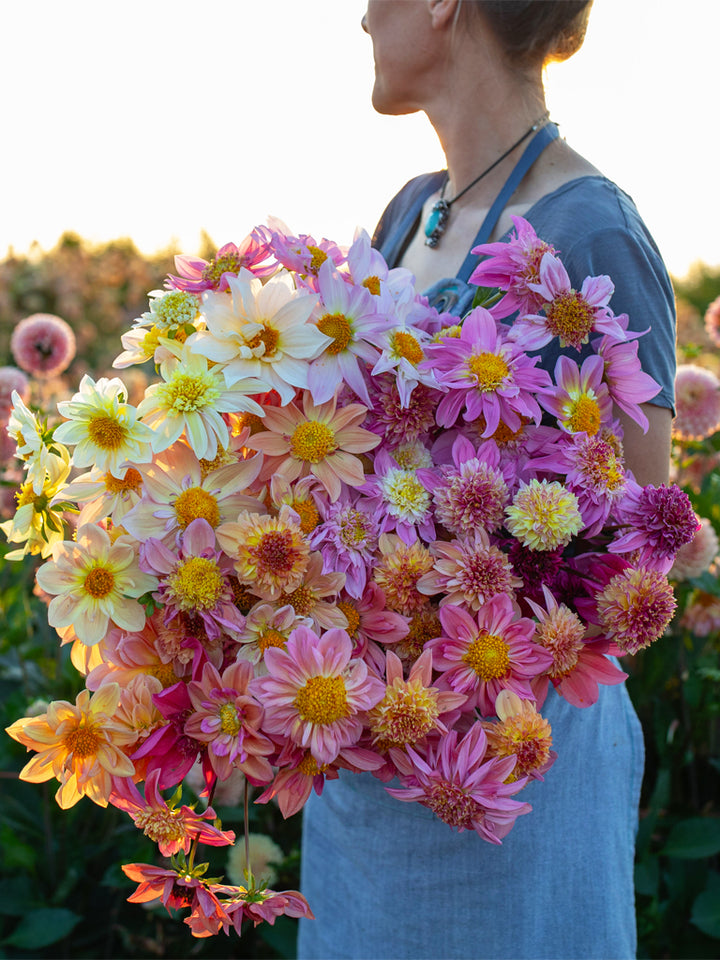 Dahlia Petite Florets - Floret Original Seeds