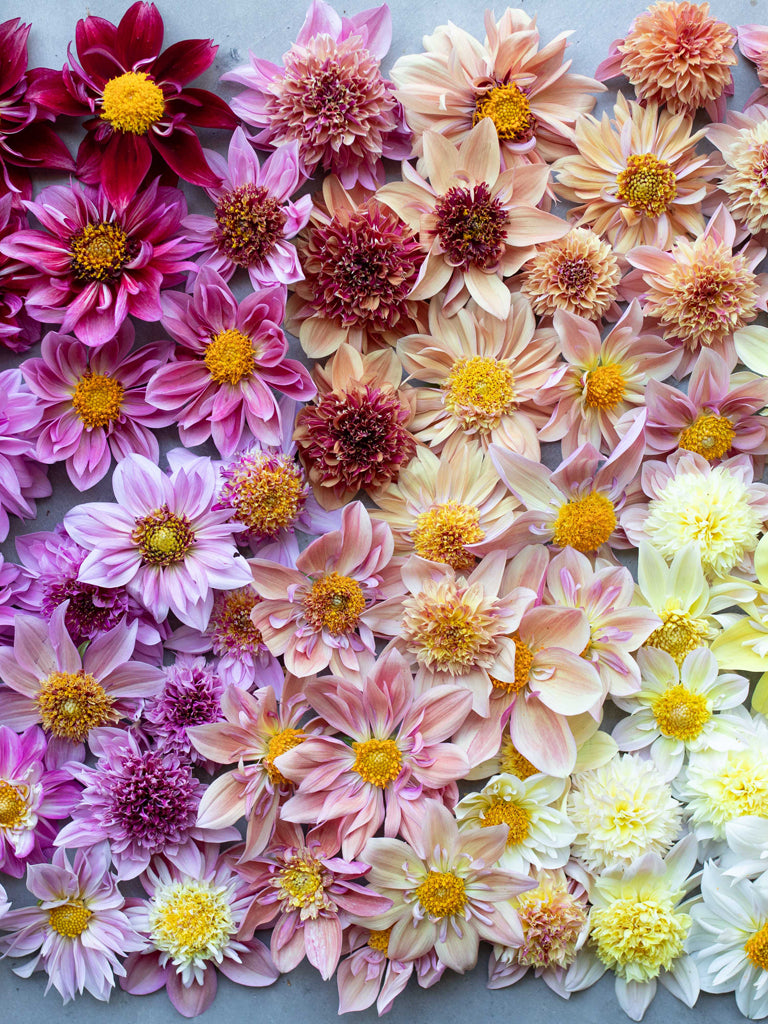 Dahlia Petite Florets - Floret Original Seeds