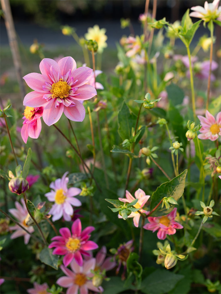 Dahlia Petite Florets - Floret Original Seeds