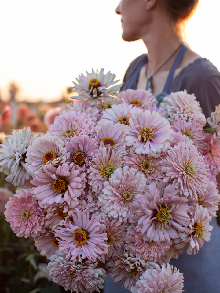 Zinnia Dawn Creek Blush - Floret Original Seeds